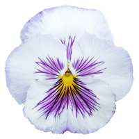 Flor_pensamiento_200x200 Flor_pensamiento_200x200
